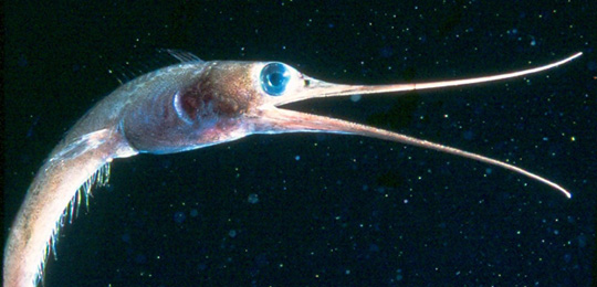 Close up of a snipe eel profile in turbid water