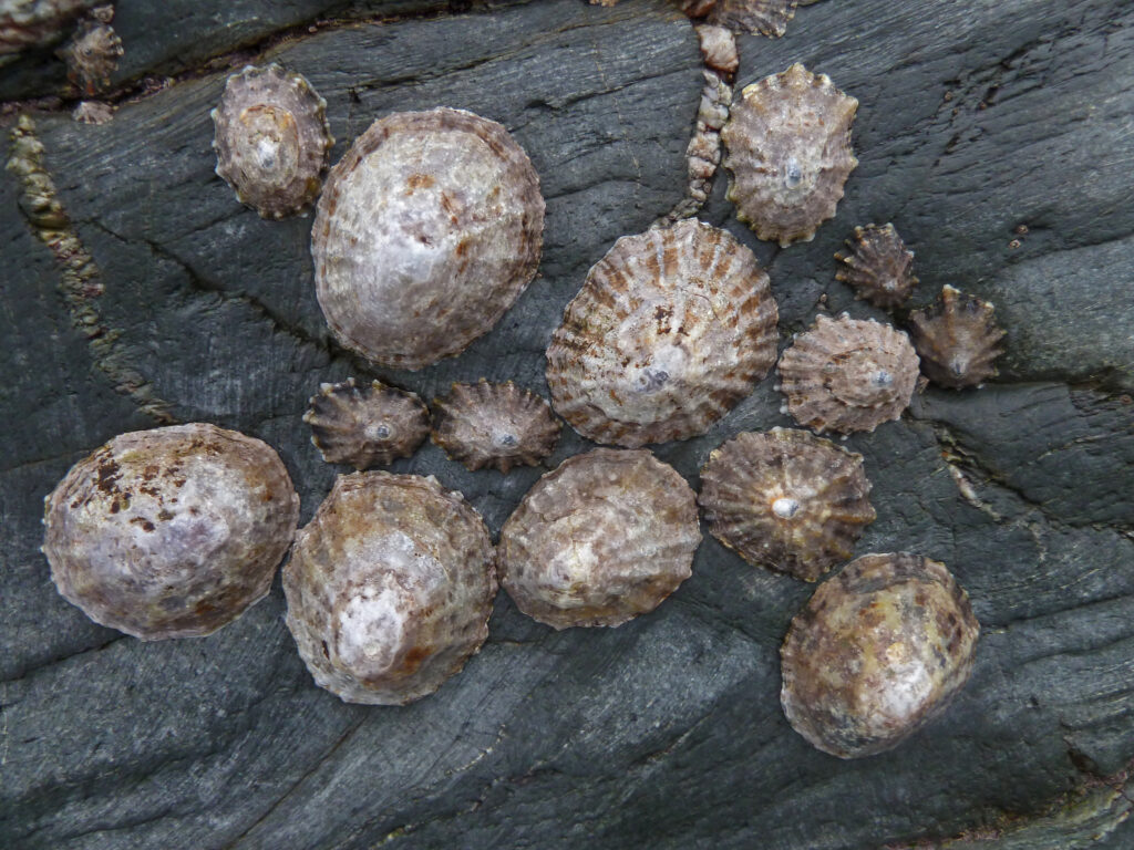 Image of limpets on a rock