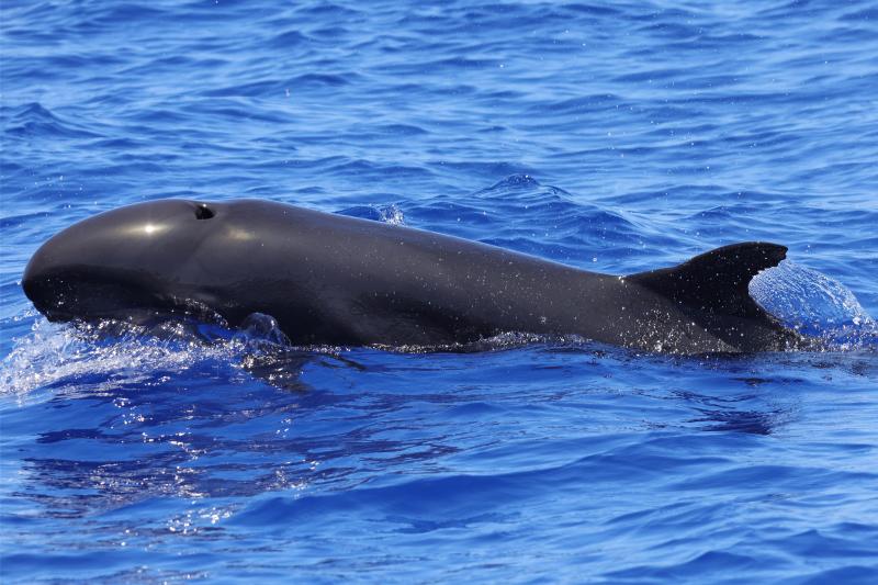 A false killer whale surfaces to breathe in incredibly blue ocean waters.