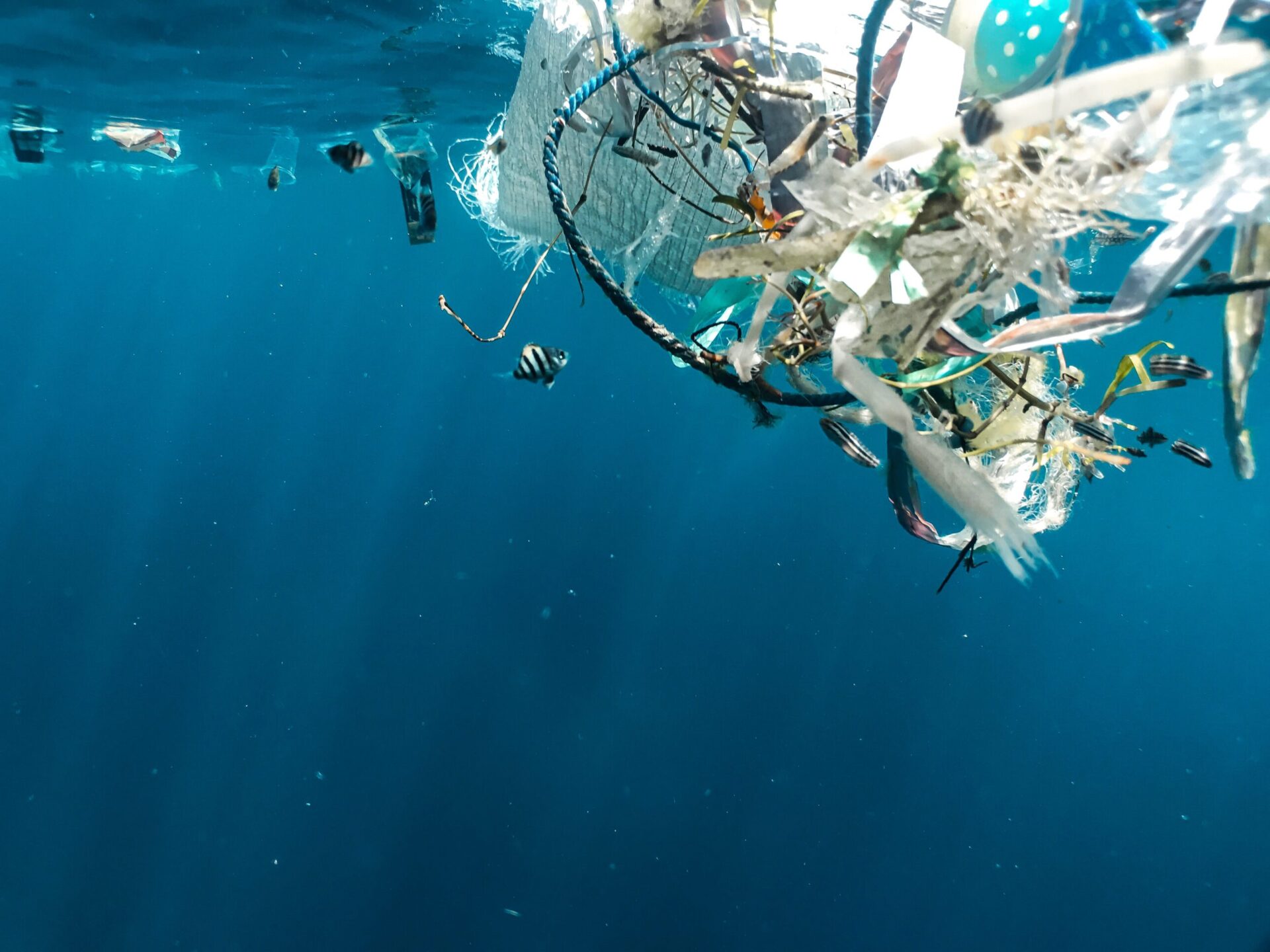 Juvenile Sergeant Major fish swimming in plastic at the surface