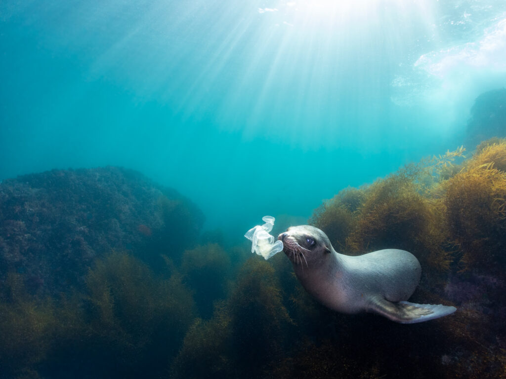 A juvenile California sea lion plays with a disposable glove off of the Coronado Islands in Mexico.